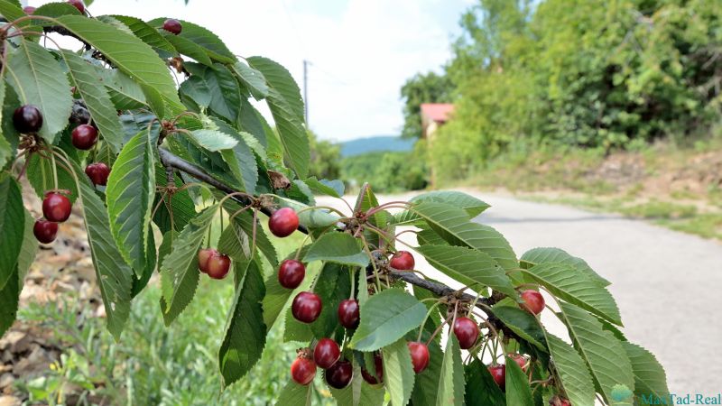 čerešne